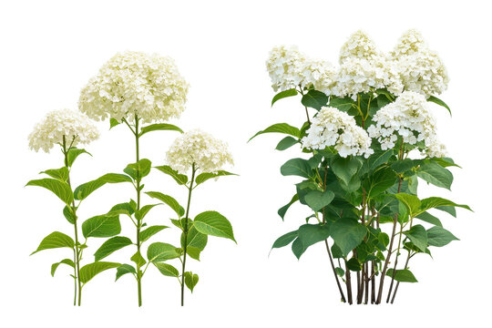 Beautiful cluster of hydrangea arborescens annabelle and panicu x blooming in a vibrant garden under sunny skies during the summer season