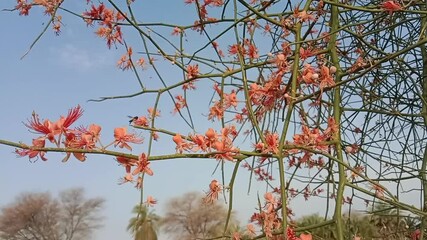 Capparis decidua flowers or karira flowers pattern background	