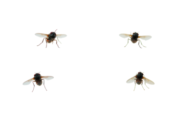 Flies positioned on a glass window with different angles and perspectives during daylight hours