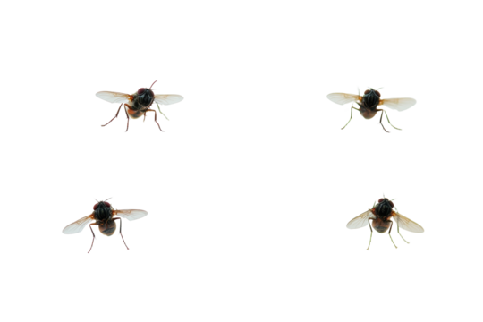 Flies positioned on a glass window with different angles and perspectives during daylight hours