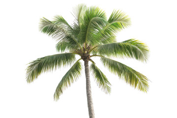 Tall palm tree leaning slightly against a bright sky in a tropical location