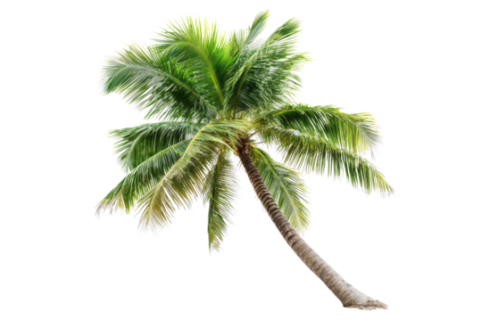 Picture of a tilted palm tree standing alone in a bright environment, showcasing its lush green leaves and textured trunk in an isolated location