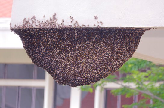 A large beehive