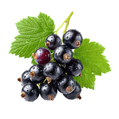 Freshly harvested black currants on the vine showing ripe berries with water droplets and lush green leaves against a background