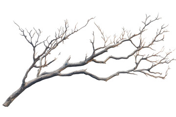 Fototapeta premium Dry tree branch isolated against a transparent background for design projects and nature-themed artworks