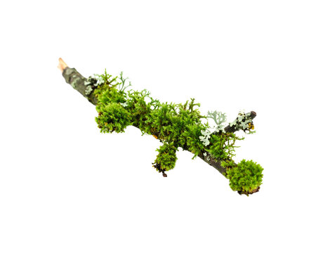 Mossy Branch with Lichen Patches A CloseUp of Forest Floor Detail