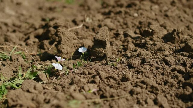 bindweed grew on the loosened soil between grape vines, selective focus on flowers, vineyard care and loosening the soil to improve aeration, weed control and moisture conservation in the soil
