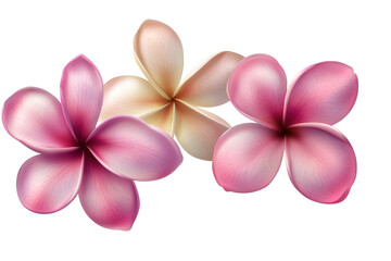Obraz premium Frangipani plumeria flower cluster showcasing vibrant pink and creamy petals set against a transparent background