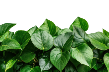 Lush green tropical leaves creating a vibrant jungle-like atmosphere in a serene indoor setting during daylight hours