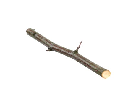 Short Cut Branch with Mossy Bark and Tiny Budding Sprout