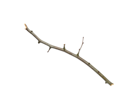 Slender twig with small buds and cut ends angled diagonally on black