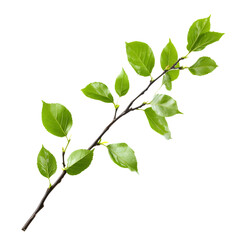 Fototapeta premium Isolated image of a green leafy branch against a clean white background with graphic overlay perfect for nature related concepts