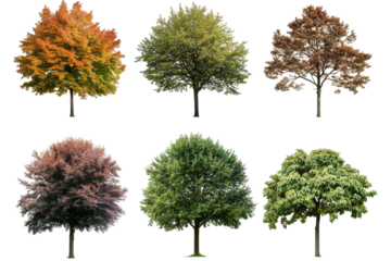 Beautiful collection of diverse Chestnut Quercus rubra trees showcasing seasonal changes in color and foliage in a vibrant urban landscape