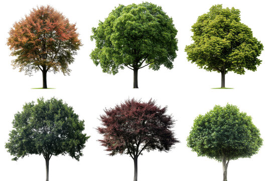 Varieties of Chestnut Quercus rubra pl x showcasing diverse leaf colors and shapes in urban street settings during the seasonal transition