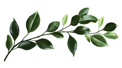 Lush green leaves and branch against a background illustrating nature beauty plant life and botanical elegance