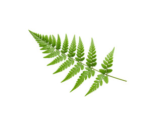 Vibrant green fern frond with intricate leaflets and delicate venation detail