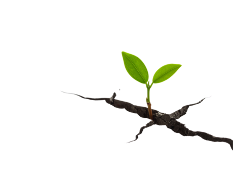 Vibrant green sprout emerging from cracked charred earth symbolizing resilience