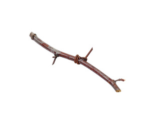 Obraz premium Weathered twig with rusty wire and sharp protruding thorns isolated