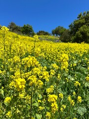 yellow rapeseed field