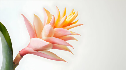 Pink and Orange Bromeliad Bloom: A Serene Botanical Study