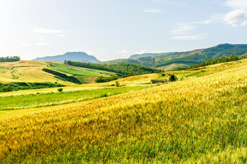 Fototapeta premium picturesque sunset or sunrise in nice green and yellow shiny field with beautiful golden rows of wheat among highland hills and bright colorful evening sky with clouds on background