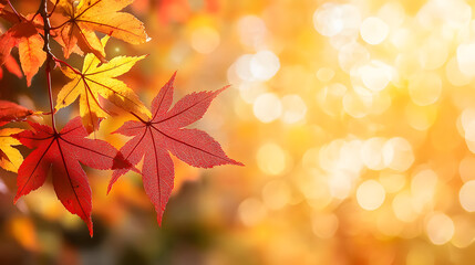 web banner design for autumn season and end year activity with red and yellow maple