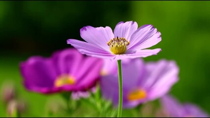 Blooming Beauty: Capture the delicate beauty of cosmos flowers in vibrant colors, creating a sense of peace and wonder with their intricate petals and natural elegance.