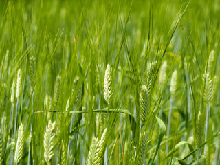 Young Barley Field