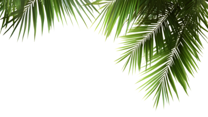Tropical palm fronds with geometric distortion overlaying on a white background creating a contemporary abstract aesthetic