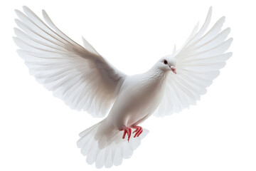 Obraz premium White dove in flight with wings fully spread against a transparent background capturing grace and purity in a serene moment of nature
