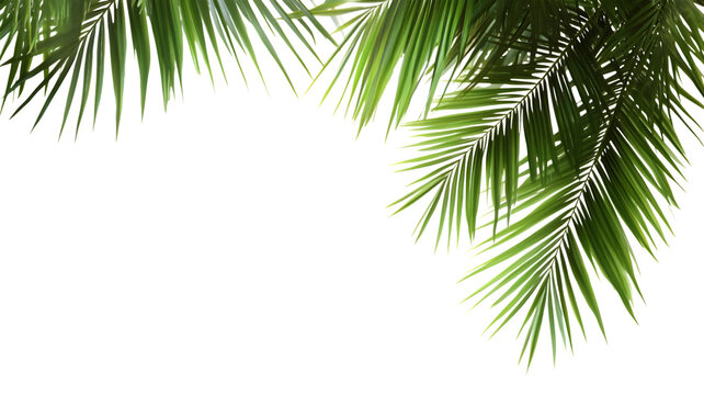 Tropical palm fronds with geometric distortion overlaying on a white background creating a contemporary abstract aesthetic