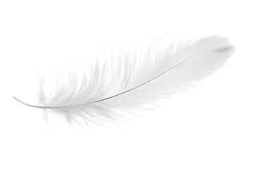 Obraz premium White feather with delicate details isolated on transparent background for artistic and decorative use in various creative projects and designs