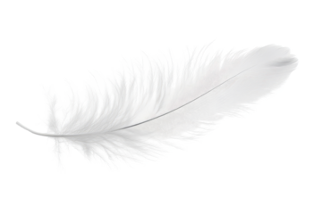 White feather with delicate details isolated on transparent background for artistic and decorative use in various creative projects and designs