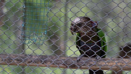 Parrot Behind Wire Fence in Outdoor Aviary