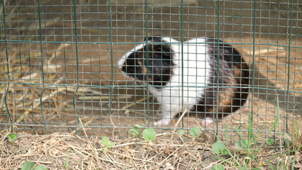 Obraz premium Guinea Pig Behind Fence in Outdoor Enclosure