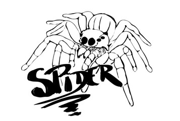 White spider crawling on WHITE background