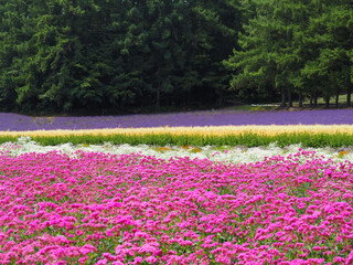 Fields of Flowers in Summer