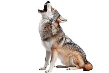 Fototapeta premium Wolf howling in a quiet moment on an isolated background, capturing the spirit of the wild and the essence of nature's beauty
