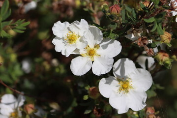 Sweden. Potentilla Alba is a species of cinquefoil found in France.  