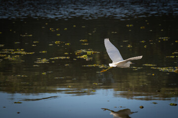 seagull in flight