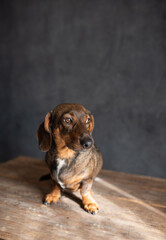 Adorable brown dachshund dog sitting on wooden surface, gazing thoughtfully with a soft expression,...