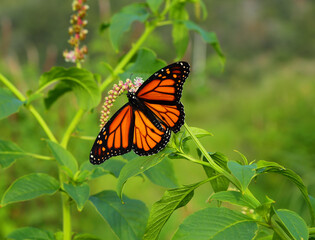 Monarch Butterfly - Danaus plexippus. Perched on a Mexican Pokeweed plant -  phytolacca...