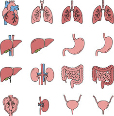 Create a kinds of Human organs line icon set. pictograms of heart, lungs, liver, stomach, intestine, kidney, bladder, anatomy thin linear vector art silhouette with white background.