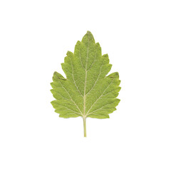 Single Light Green Leaf with Detailed Veins and Serrations
