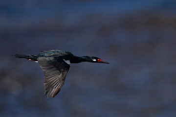 Rock Shag (Phalacrocorax magellanicus) flying along the coast of Carcass Island in the Falkland Islands