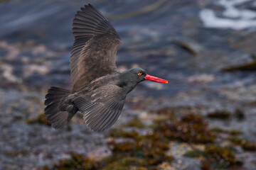 Blackish Oystercatcher (Haematopus ater) landing on the coast of Carcass Island in the Falkland Islands.