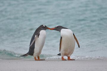 Gentoo Penguin (Pygoscelis papua) on a sandy beach after coming ashore on Carcass Island in the Falkland Islands.