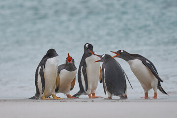 Gentoo Penguin (Pygoscelis papua) on a sandy beach after coming ashore on Carcass Island in the...