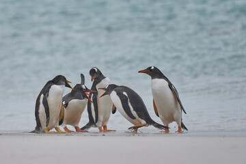 Gentoo Penguin (Pygoscelis papua) on a sandy beach after coming ashore on Carcass Island in the...