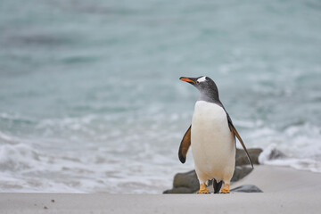 Fototapeta premium Gentoo Penguin (Pygoscelis papua) on a sandy beach after coming ashore on Carcass Island in the Falkland Islands.